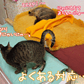 100409-【猫アニメ】いつものツーショットにゃ！