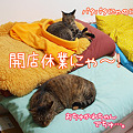 100418-【猫写真】開店休業にゃ～！