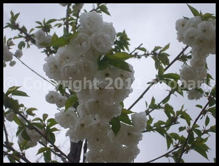 P2680931