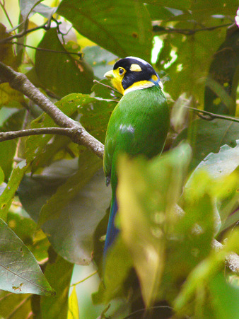 オナガヒロハシ(Long-tailed Broadbill) P1070158_R