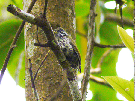 アジアヒメキツツキ(Speckled Piculet) P1070299_R