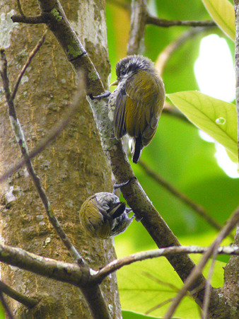 アジアヒメキツツキ(Speckled Piculet) P1070285_R