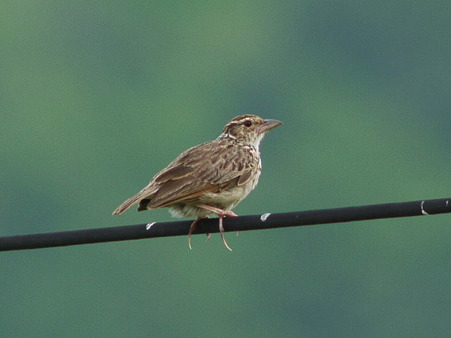 チャバネヤブヒバリ(Rufous-winged Bushlark)(Indochinese Bushlark)P1140281_R