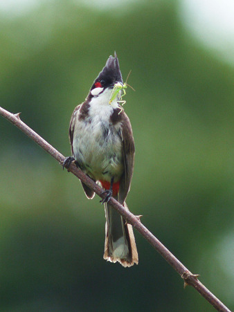 コウラウン(RED WHISKERED BULBUL) P1170388_R2