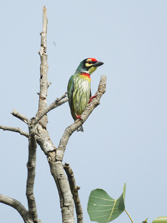 ムネアカゴシキドリ(Coppersmith Barbet) P1210361_R