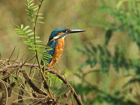 カワセミ(Common Kingfisher) IMG_4695_R