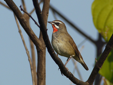 ノゴマ(Siberian Rubythroat) P1260063_R