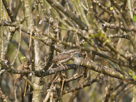 アリスイ(Eurasian Wryneck) P1260454(Origin-Resized)