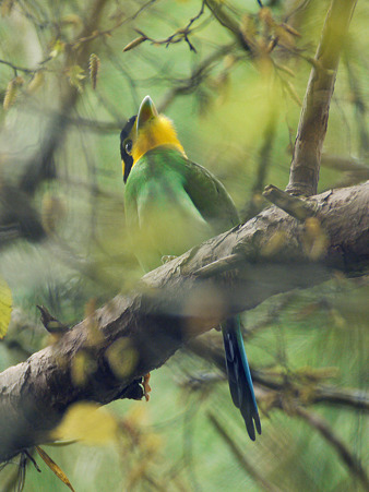 オナガヒロハシ(Long-tailed Broadbill) P1270799_R