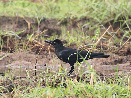 ハシブトガラス(Large-billed Crow) O1001019_R2