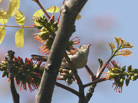 クリミミチメドリ(Striated Yuhina) P1010840_R