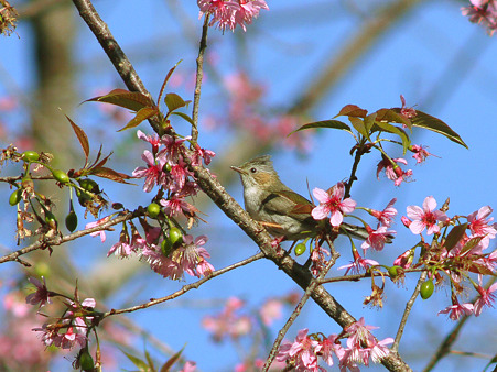 クリミミチメドリ(Striated Yuhina) P1150272_R2