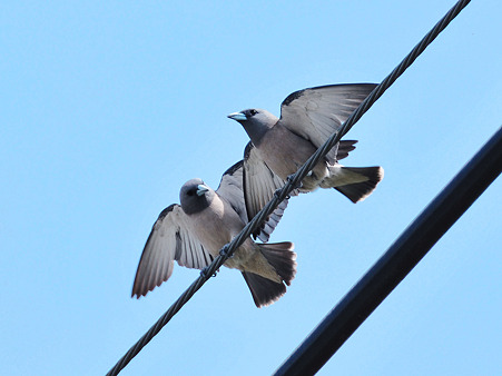 「さあ、いっしょに飛び立とう」 ハイイロモリツバメ(Ashy Woodswallow) DSC_6295_R