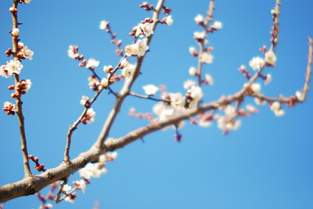 White plum blossoms.