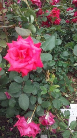 薔薇