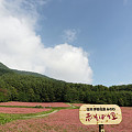 信州伊那高原　赤そばの里。