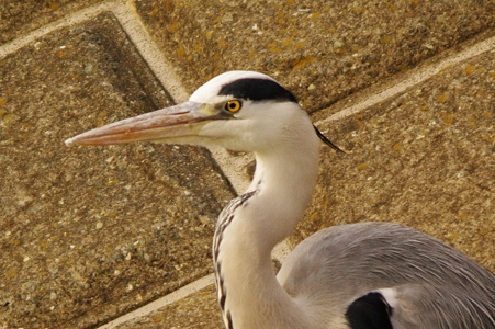 IMGP1335_s2