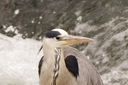 IMGP1371_s2
