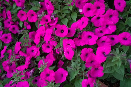 flower06112011dp2-07