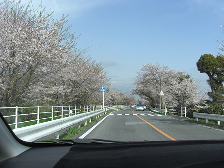 木曽川　愛知県側堤防道路桜並木