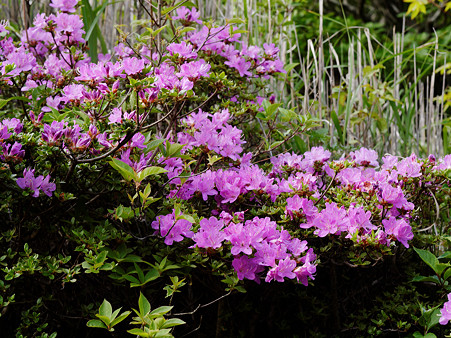 UZ120353_DxO_raw