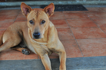 犬@PB VALLEY