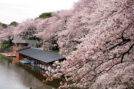 千鳥ヶ淵の桜