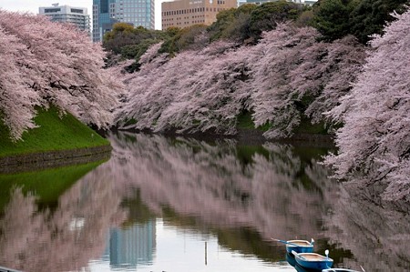 千鳥ヶ淵の桜