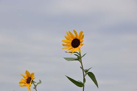 DSC_5353d9L