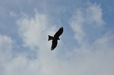 DSC_5293d9L