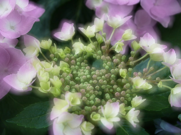 紫陽花