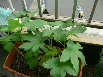 大きくなってます