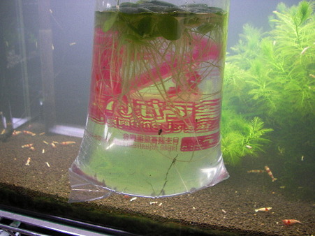 2010 08/09 001