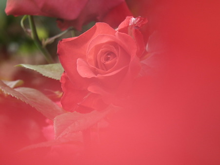 DSCF0356