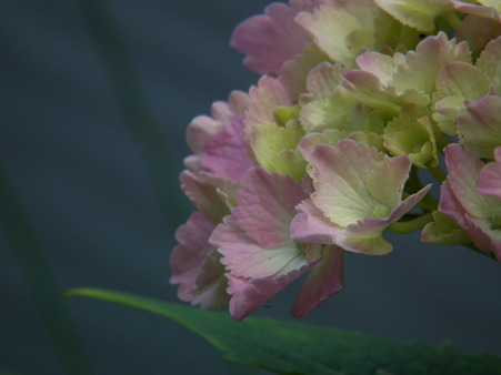 DSCF0552