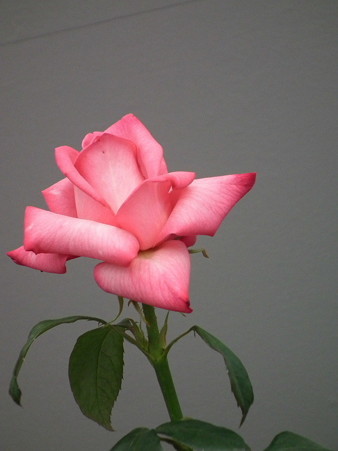 DSCF0724