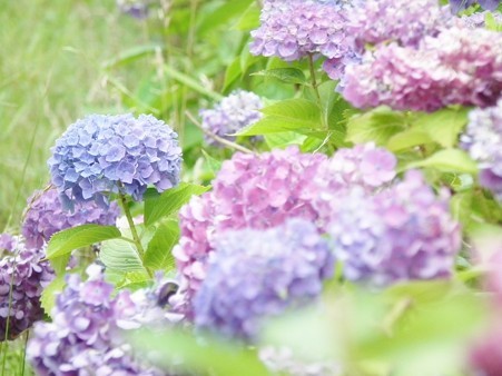 DSCF0068