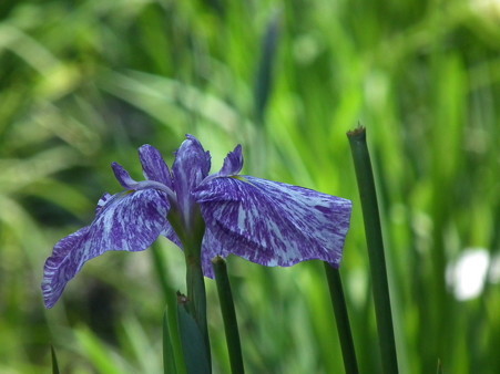 DSCF0087