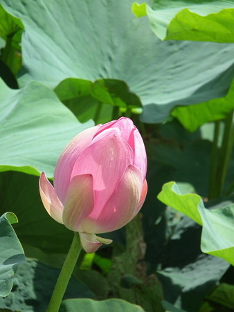 DSCF0193