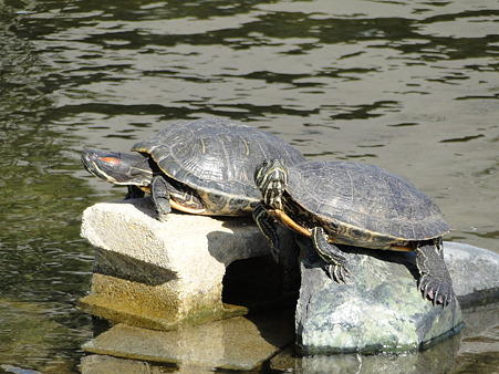 カメラ目線な亀