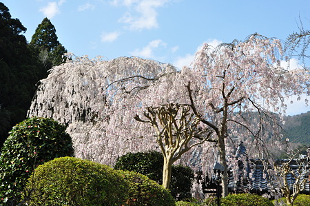 満開の枝垂れ桜