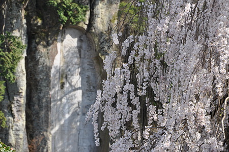 磨崖仏と枝垂れ桜