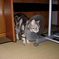 Photos: 猫用スピーカー型補聴器？
