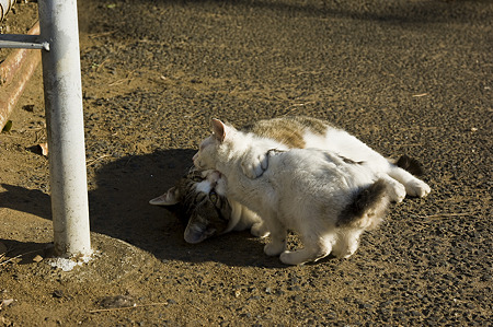 neko091229039