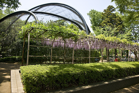 ichikawa110508001
