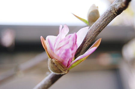 姫辛夷2010年03月22日_DSC_0520
