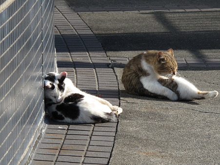 午後のまどろみ
