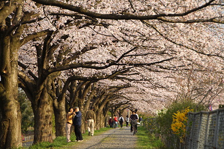 IMG_0010-桜のトンネル