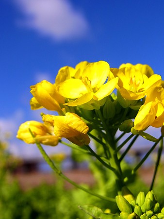 菜の花