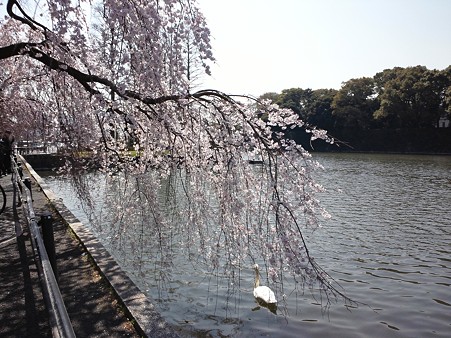 110406 皇居の桜